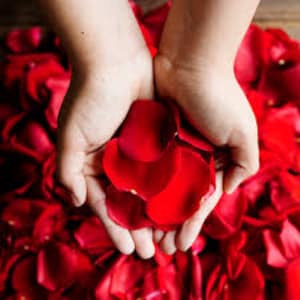 Clear Box of Fresh Rose Petals